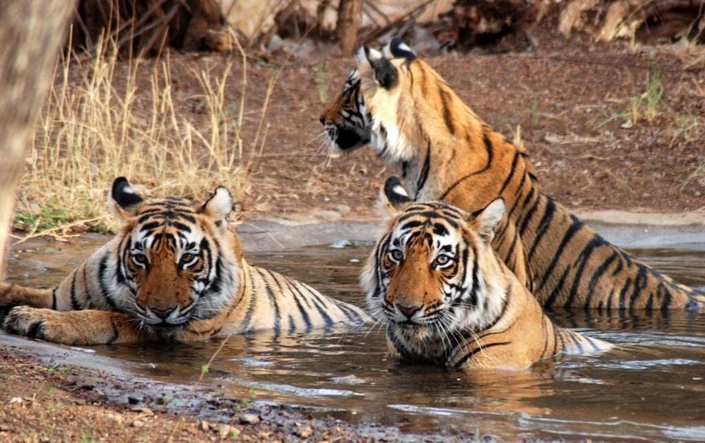alt="Jim Corbett National Park in Ramnagar - wild tigers, safari adventures & lush forests in Uttarakhand."